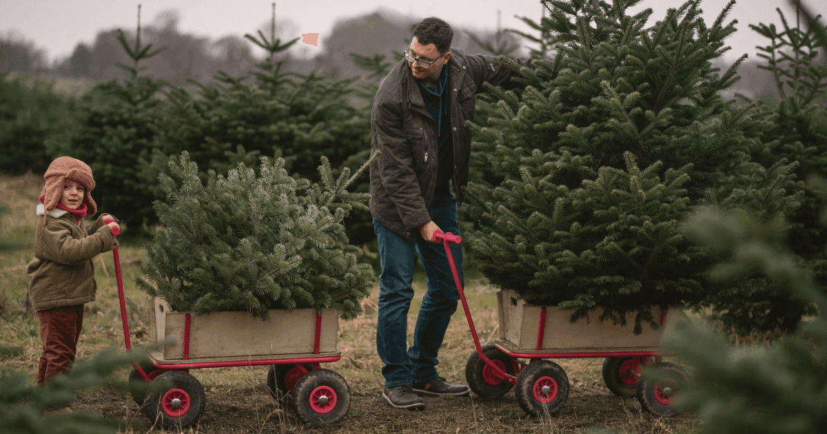 Sustainable Christmas tips: Make your holidays eco-friendly | Profee Blog
