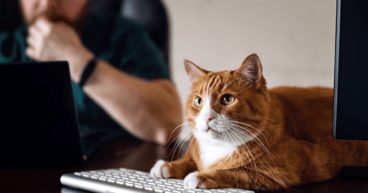 Как повысить эффективность удаленной работы | Блог Profee